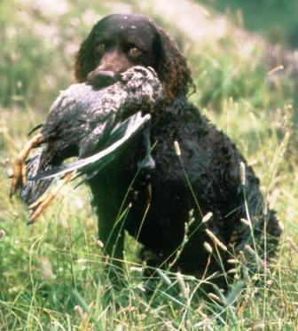 L’American Water Spaniel