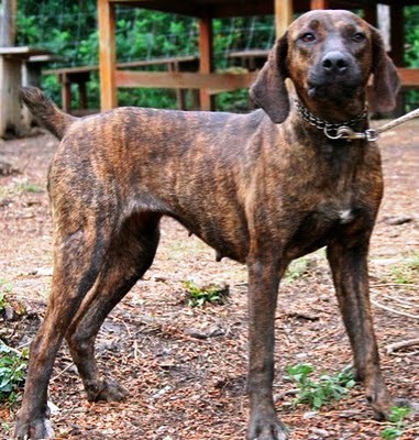 Segugio Maremmano Segugio Maremmano