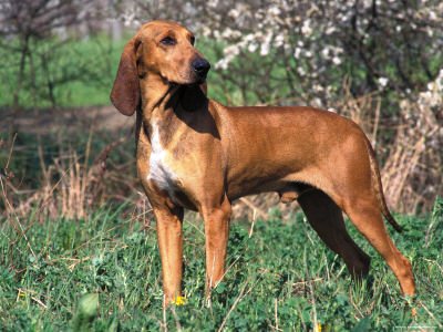 Segugi Da Caccia Italiano Maremmano E L Istriano Sul Cinghiale Segugi Da Caccia Italiano Maremmano E L Istriano Sul Cinghiale
