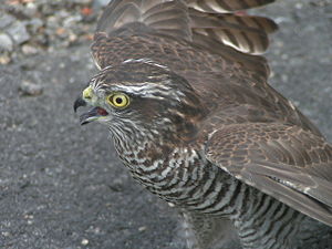 agilissimo rapace, opportunamente addestrato, riuscirà a catturare molte prede.