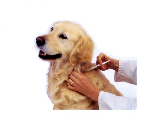 Vaccinazioni canine: quando e quali effettuare