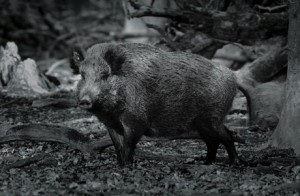 Caccia al cinghiale