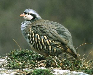 galliformi alpini