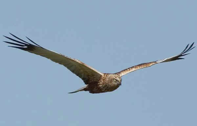 il Falco Pellegrino in volo