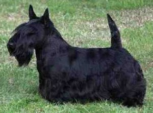 Lo Scottish Terrier viene considerato il cane da tana per eccellenza