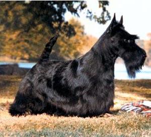 Cani da tana : lo Scottish Terrier, un concentrato di forza e coraggio