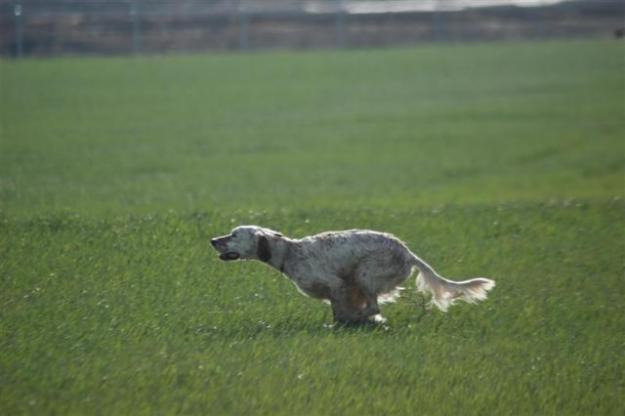 Il setter inglese è da sempre una razza di cane da caccia tra le più amate dai cacciatori