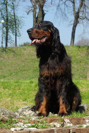 Il Setter Gordon è la razza specializzata nella caccia alla beccaccia, buon cane da ferma e perfetto da riporto.