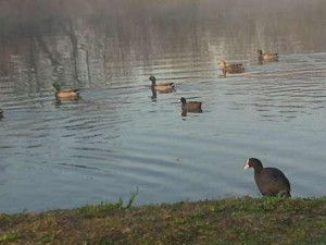 Caccia agli acquatici