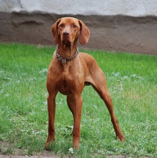 Bracco Ungherese a pelo corto: il più equilibrato tra i cani da ferma