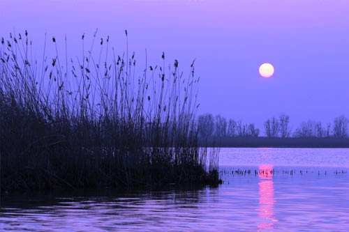 Caccia agli acquatici nelle Valli del Comacchio