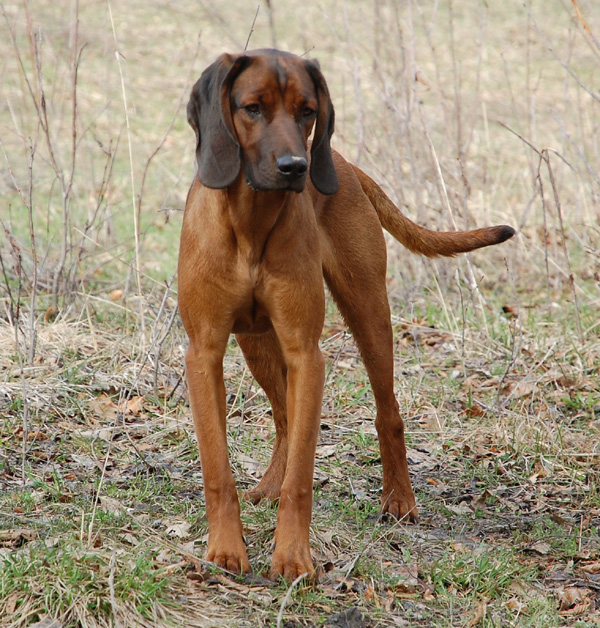 Segugio Bavarese da Montagna: il migliore cane da traccia