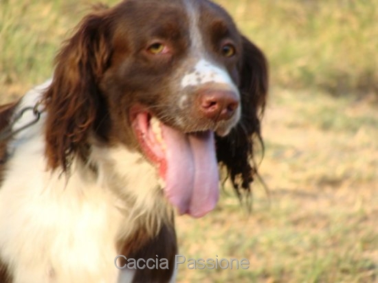 caldo per il cane da caccia