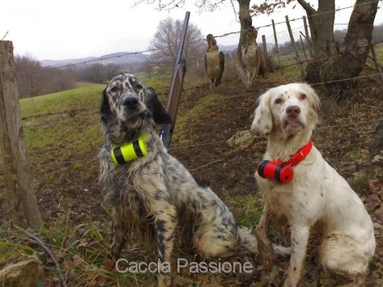 la congiuntivite nel cane da caccia