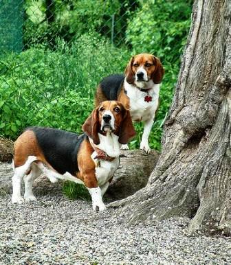 Basset artesien best sale normand in not