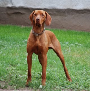 Cani: arriva l’anagrafe canina, che permetterà di conoscere la situazione sanitaria del proprio cane da caccia