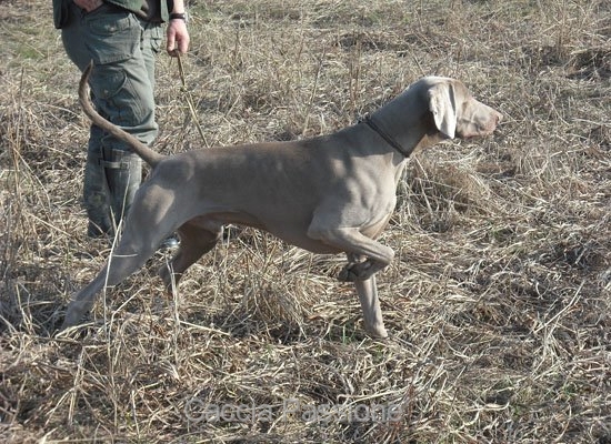 predazione nei cani da caccia