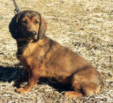 Alpenlaendische Dachsbracke: cane da traccia di sangue