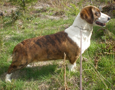 Drever: il migliore cane per la caccia al capriolo in Svezia