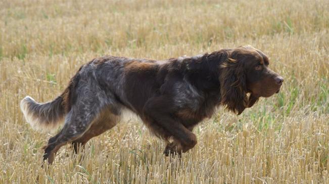 cane da ferma: Épagneul Picard