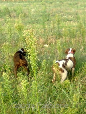 Coppa Italia cani da ferma e Cacciatrice italiana - Oristano 