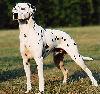 Il dalmata appartiene al gruppo dei segugi e cani per pista di sangue