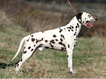 Dalmata