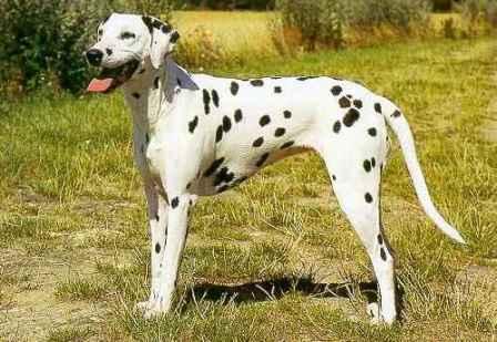 Dalmata: cani per pista di sangue