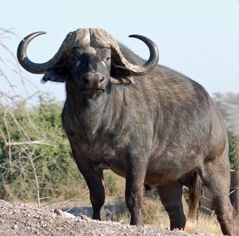Safari Africano al grande Bufalo nero