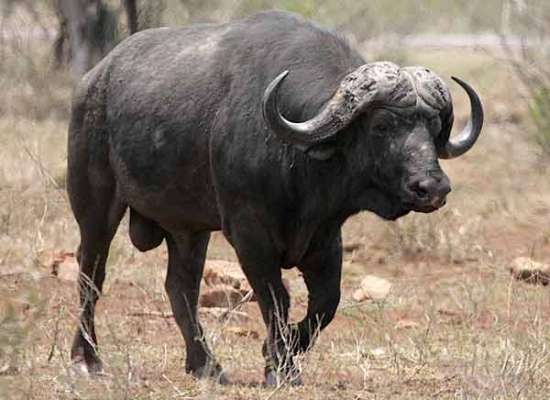 bufalo nero