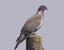 richiami vivi richiami vivi