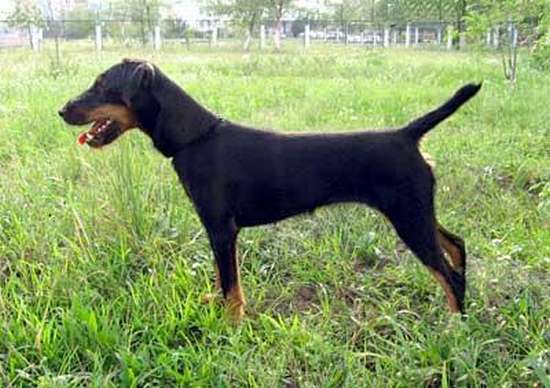 german jagdterrier