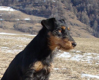 Jagdterrier: forte, coraggioso ed abile cane da tana