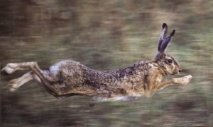 Caccia a lepri e pernici sarde