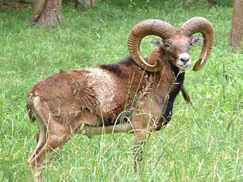 Muflone Giglio