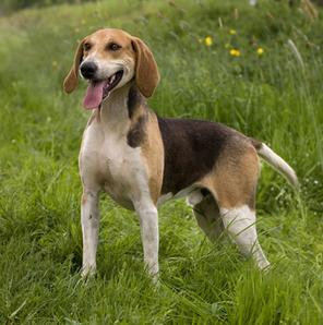 Alla Lepre con i Cani da Seguita