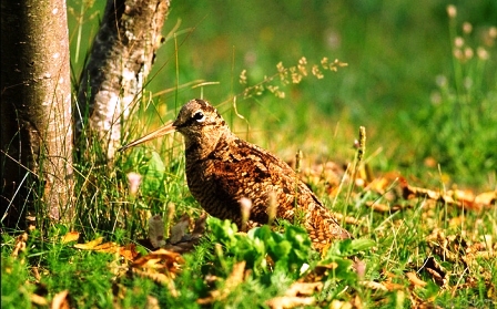 caccia alla beccaccia in Romania