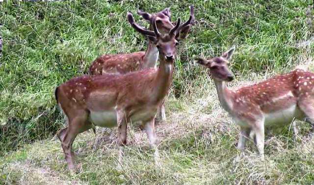 Caccia agli ungulati