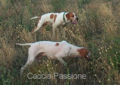 Pointer a caccia