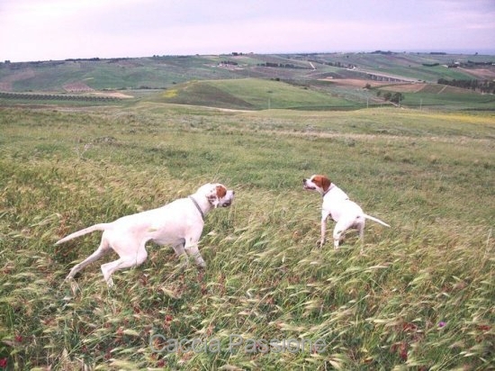 caccia alla quaglia con il pointer