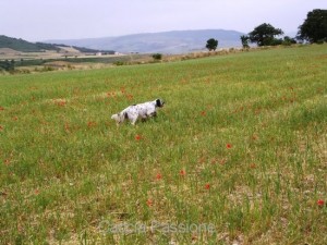 Caccia pratica su selvaggina