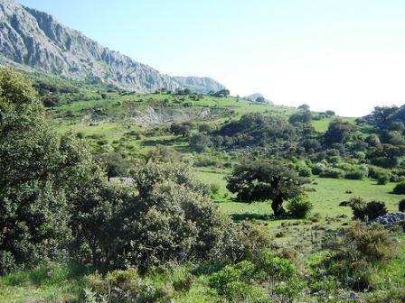 tordi in Andalucia