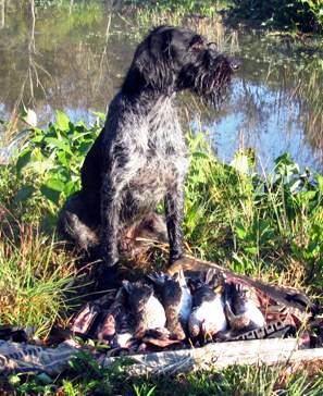 Cani da caccia: caratteristiche comportamentali ed aggressività predatoria