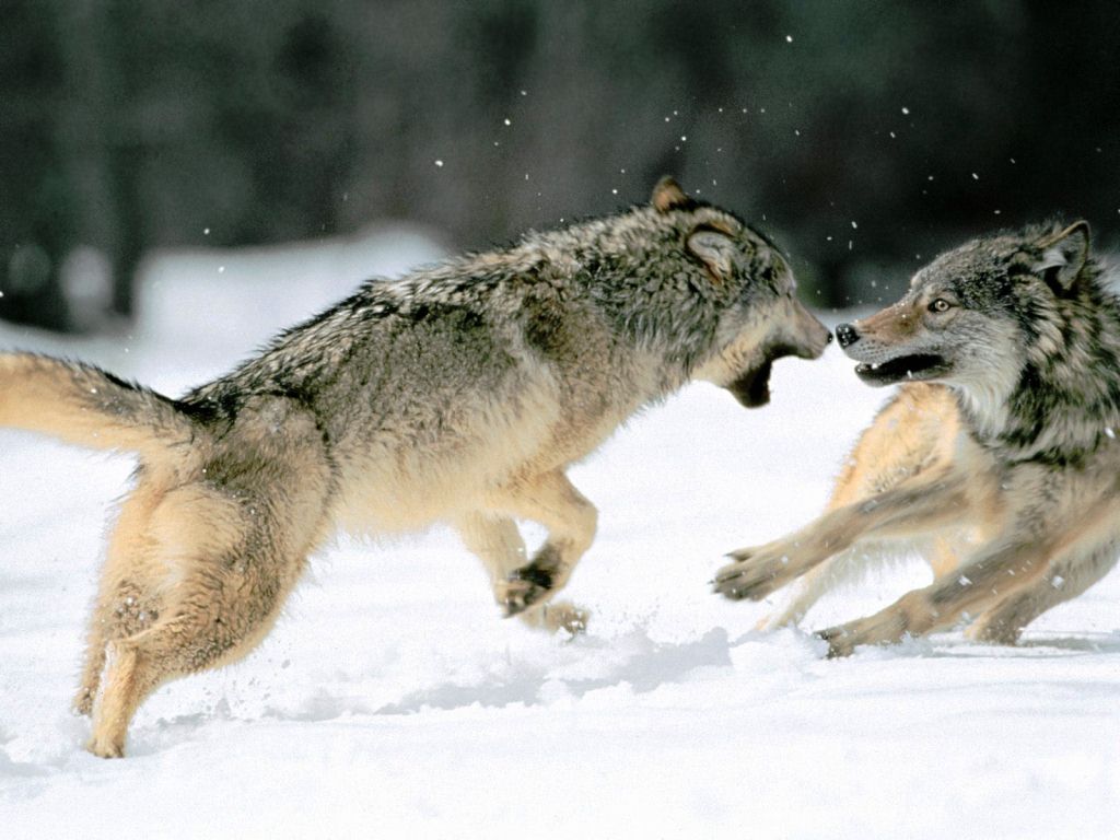 aggressività e predazione