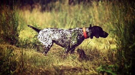 Kurzhaar in ferma su beccaccia Kurzhaar in ferma su beccaccia