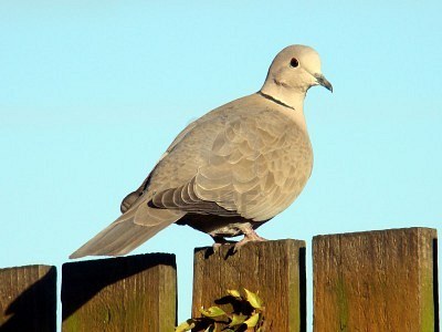 Tortora dal Collare Orientale - Streptopelia decaocto