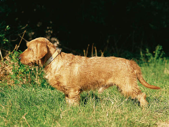 Basset Fauve de Bretagne