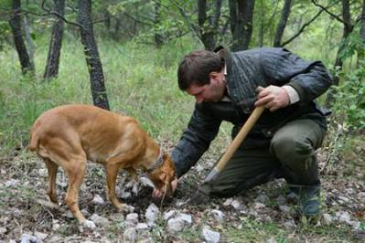 Cercatore di Tartufi Cercatore di Tartufi