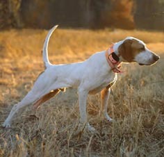 Pointer in ferma