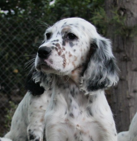 Setter Inglese Setter Inglese